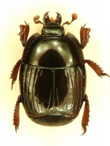 Réf. 201 429 : Atholus debeauxi